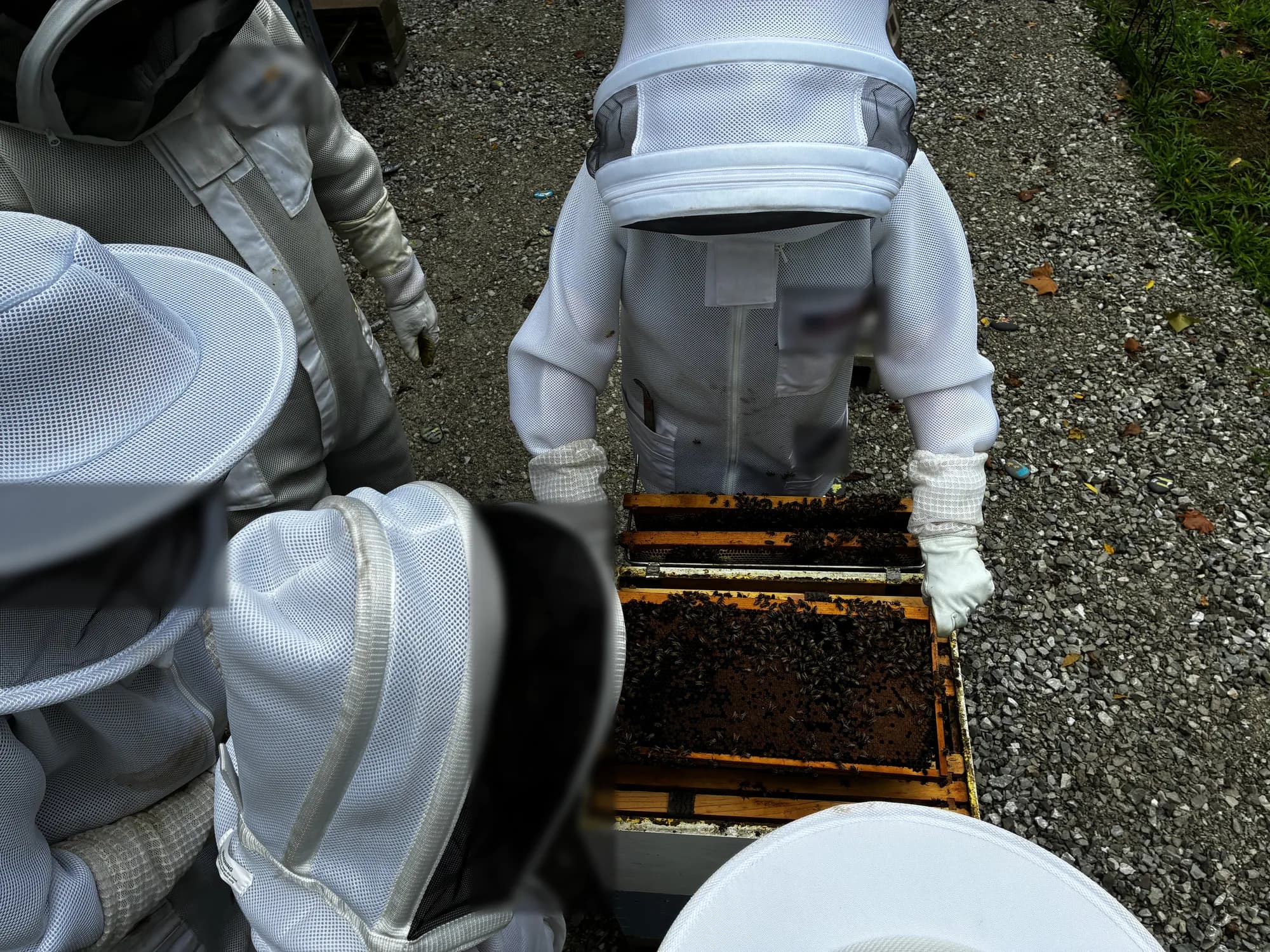 Students in white beekeeping suits gathered around an open hive.